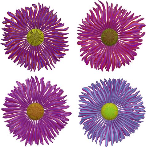 Aster PNG Transparent Images, Pictures, Photos