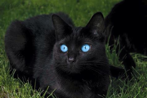 Pin by Susie Slifer on Black cats | Cat with blue eyes, Cats, Black cat