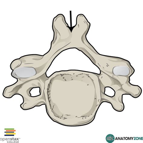 Spinous Process of Vertebra • Musculoskeletal, Skeletal • AnatomyZone