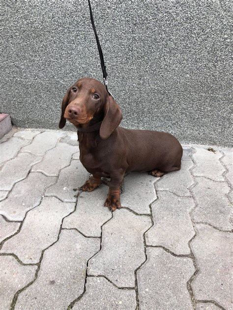 Lovely dachshund chocolate tan male puppy | in Farnborough, Hampshire | Gumtree