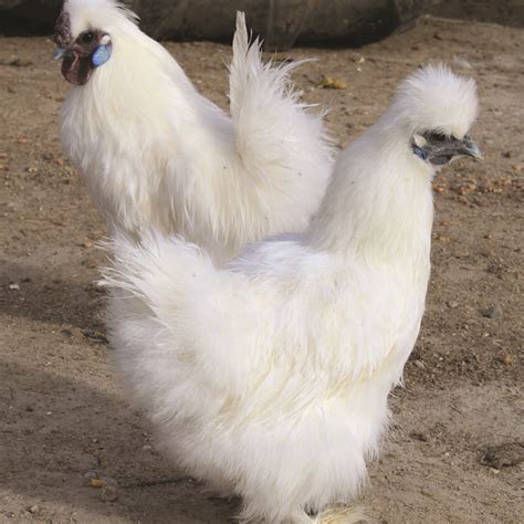 White Silkie Bantam