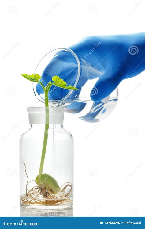 Experiment With Small Plants Stock Image - Image of beaker, liquid: 13756595