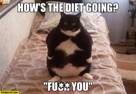 How’s the diet going? fat cat | StareCat.com