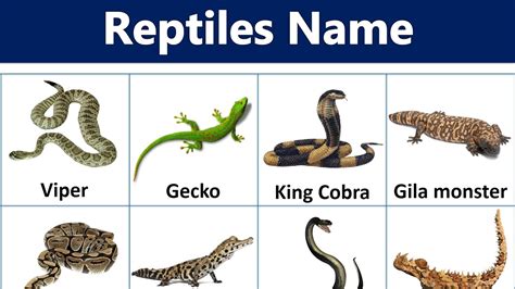 Reptiles Pictures With Names