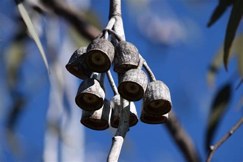 Gumnut Tree, Kings Park, Western Australia | Carlin | Flickr