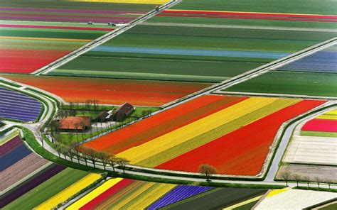 EMU: Aerial View of Tulip Fields