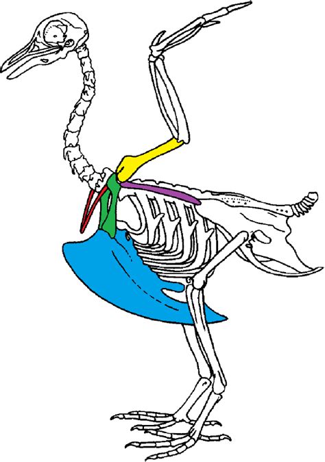 Scapular girdle of bird. Drawing of a complete bird skeleton with ...