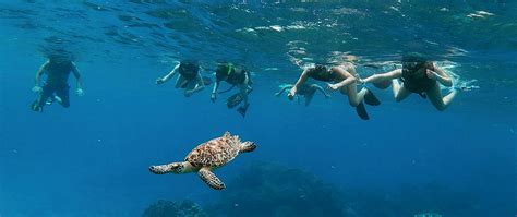 Hacer Snorkel en PUERTO PLATA con Dressel Divers