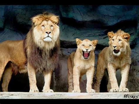 The size of the Barbary lion