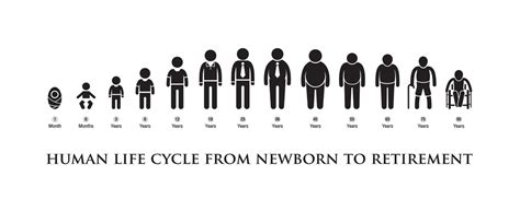 black vector human life cycle from newborn to retirement on a white background 13764264 Vector ...