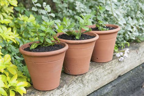 Growing a Mint Container Garden