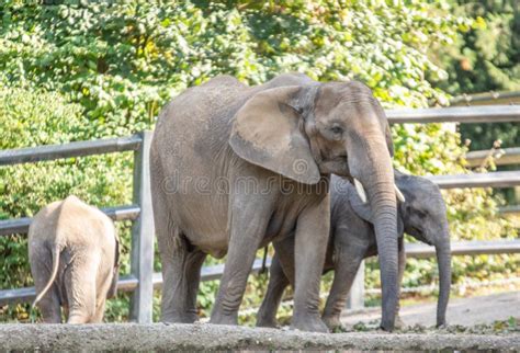 Elephant in the Wuppertal Zoo Stock Photo - Image of wildlife ...