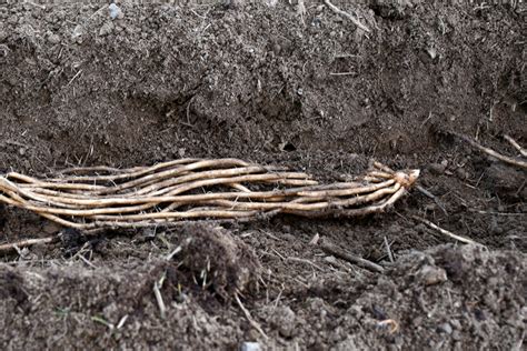 Planting Asparagus - How To Plant, Grow & Harvest Perennial Asparagus