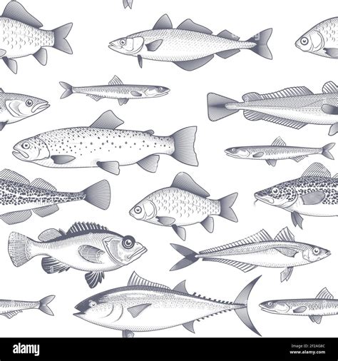 Seamless fish background, pattern of tuna, trout, mackerel and other ...