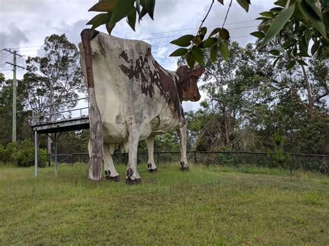 The Big Cow - 9/11 Ayrshire Rd, Kulangoor QLD 4560, Australia