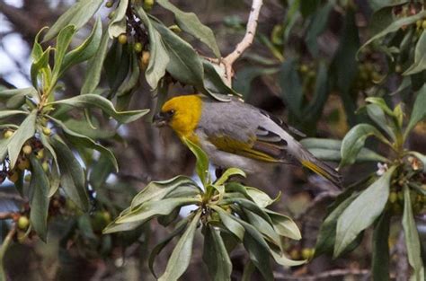 Conservation Highlight: Palila Discovery Trail - Birds and Blooms