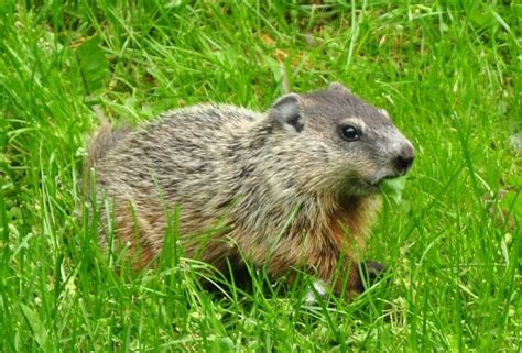 Baby groundhogs — aka woodchucks — are all over the place | Features | globegazette.com