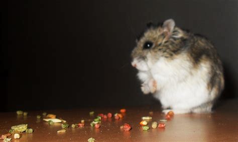 Chinese Dwarf Hamster Cage