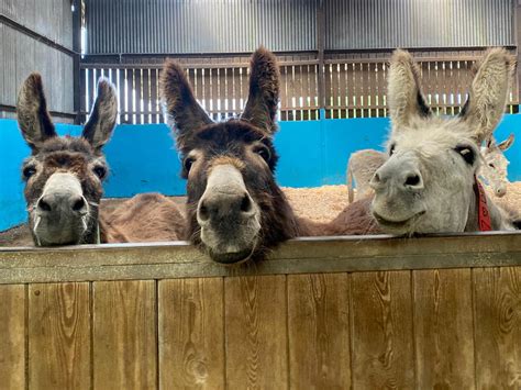 The Donkey Sanctuary on Twitter: "How gorgeous are these three? ️ https ...