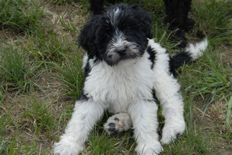 F1b Parti Colored Goldendoodle Puppy. My next one might look like this ...