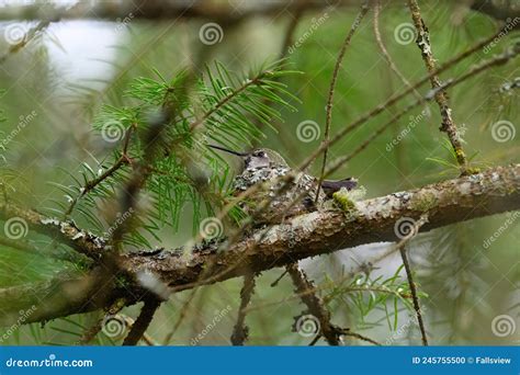 Costa`s Hummingbird Resting in the Nest Stock Photo - Image of grayish, help: 245755500