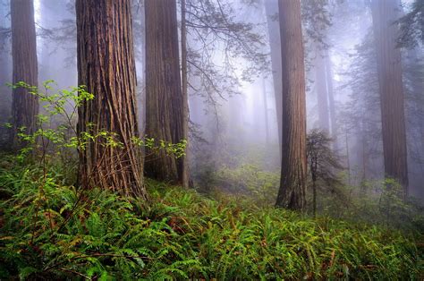 Redwood Forest Wallpapers - Wallpaper Cave