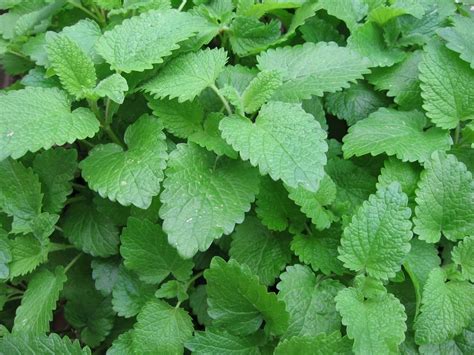 In My Kitchen Garden: 4/17/06 Garden Journal: Lemon Balm: Growing It, Drying It, Using It