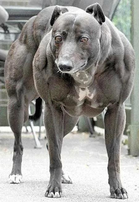 Dog suffering from Myostatin-related muscle hypertrophy - a rare condition that causes muscles ...