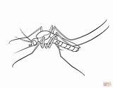 Silverfish Coloring Pages sketch template