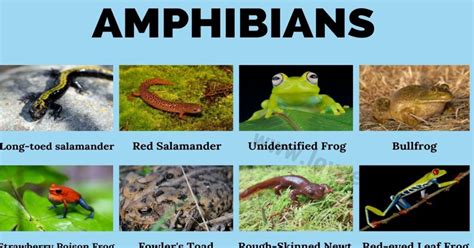 Amphibians: Amazing List of 30+ Amphibians Around the World - Love English