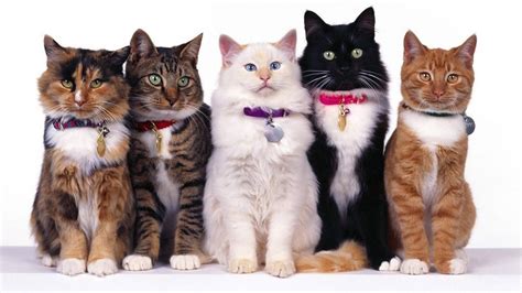 Download Group Cute Cat Hd Wallpaper | Wallpapers.com