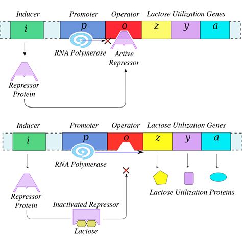 Gene Regulation in Prokaryotes | Biology for Majors I