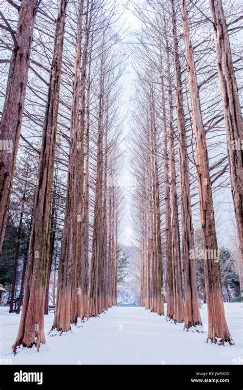 Nami island in Korea,Row of pine trees in winter Stock Photo - Alamy