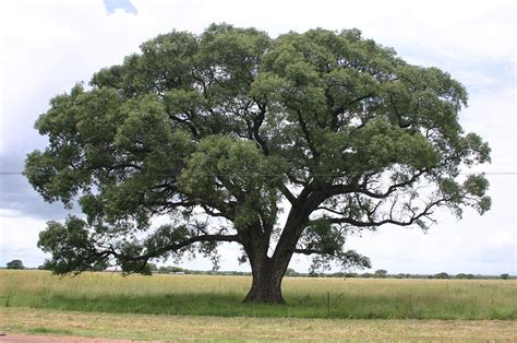 When An African Aunty Calls You Under The Karité Tree - By Expatise ...