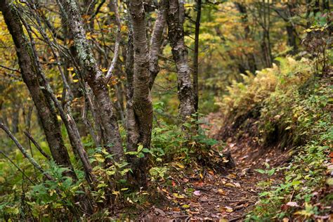 Blue Ridge Fall Foliage Report — Soda Citizen - Photo Stories from the South