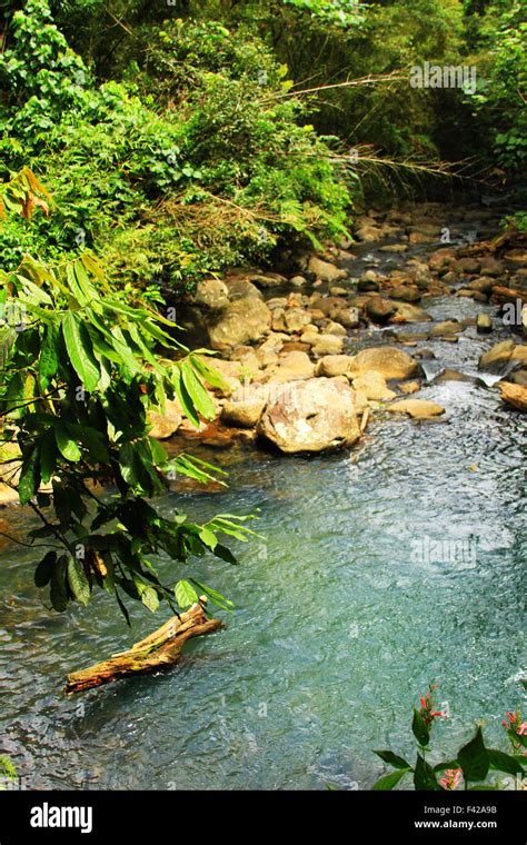 Seven Sisters waterfall hike in the Grand Etang National Park in St. George's on the caribbean ...