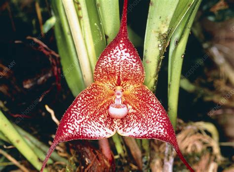 Dracula orchid - Stock Image - B535/0027 - Science Photo Library