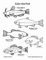 Rainbow Trout Coloring Page At GetColoringscom  Free Printable sketch template