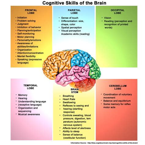 Brain anatomy and function, Brain images, Cognitive psychology