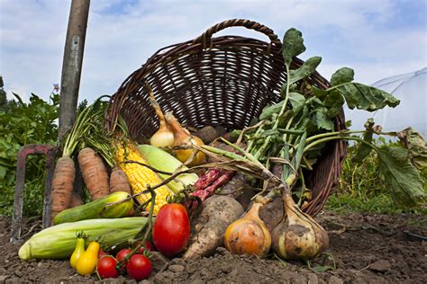 Composting For Organic Gardening: Using Compost To Improve Soil Fertility