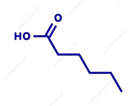 Caproic acid fatty acid molecule - Stock Image - C045/7277 - Science Photo Library