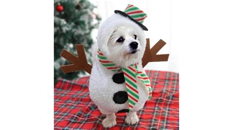 Best Halloween Costumes For Dogs - Pawrade.com