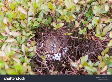 1,245 Cardinal nest Images, Stock Photos & Vectors | Shutterstock