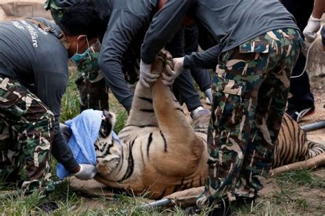 Forty dead tiger cubs found in freezer at Thai temple (Photo) - Canada ...