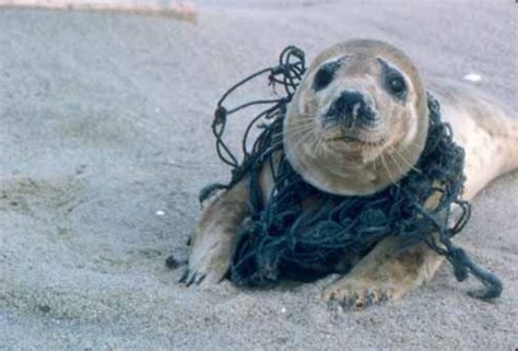 Pin av Kimberly J på Save the ocean