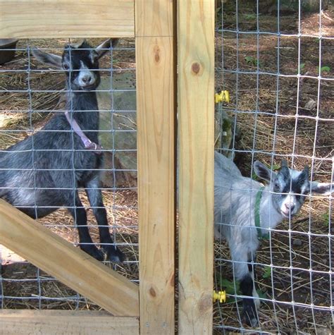 How We Built Our Pet Pygmy Goats Pen - PetHelpful