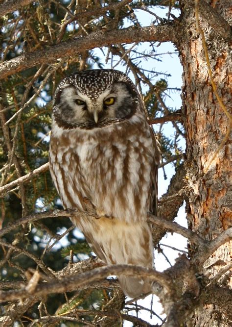 The Boreal Owl is one of 6 owl species that may be spotted in Denali. It's mating call is quite ...