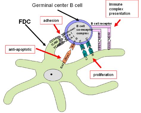 Figure 1 from Characterization of follicular dendritic cells in non ...