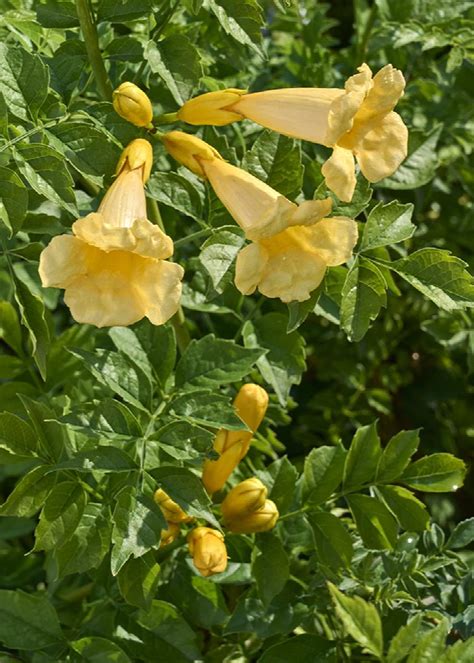 Yellow Trumpet Vine, Campsis radicans 'Flava', Monrovia Plant