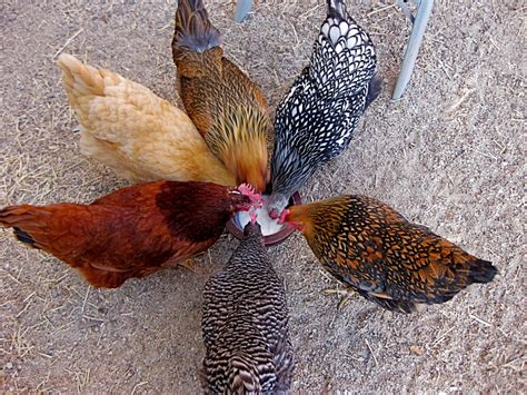 Choosing the Right Chickens | Survival Magazine – Prepper Magazine & Forum